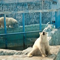 Екатеринбург 2016. Зоопарк :: Андрей 