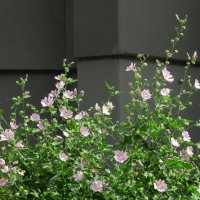 городские цветы :: Лера городские цветы :: Лера