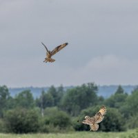 сова болотная. :: юрий макаров