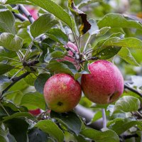 Дары осени :: Aleksey Afonin