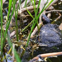 Лето в Ботаническом... Июнь. :: Наташа ***** Лето в Ботаническом... Июнь. :: Наташа *****