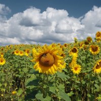 Идущие за солнцем... :: Андрей Заломленков