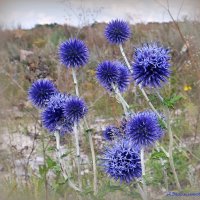 Про мордовник... :: Андрей Заломленков