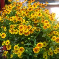 Август :: Елена Семигина