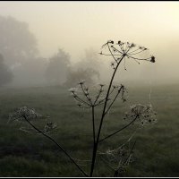 утро :: Aleksandr Gal