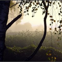 утро :: Aleksandr Gal