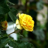 Жёлтая  роза,Керио :: Валентин Семчишин