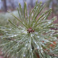 Снег растаял :: Anna Ivanova Снег растаял :: Anna Ivanova