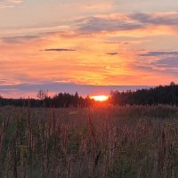 Август :: Вера (makivera)