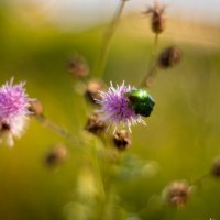 Лето продолжается :: Олег Дорошенко Лето продолжается :: Олег Дорошенко