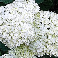 Цветы. :: Владимир Драгунский Цветы. :: Владимир Драгунский