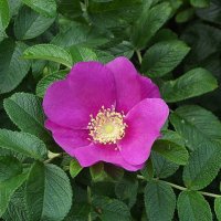 Шиповник :: Freddy 97