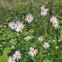 северное разнотравье :: Troystik 