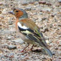 Позирующий зяблик :: Андрей Снегерёв Позирующий зяблик :: Андрей Снегерёв