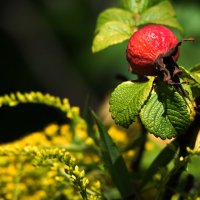 Шиповник. :: Владимир Безбородов