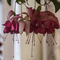 *** :: Александр *** :: Александр