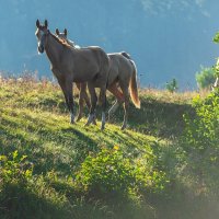 Утро летнего выгула. :: Виктор Евстратов Утро летнего выгула. :: Виктор Евстратов