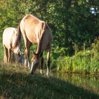 Утро летнего выгула. :: Виктор Евстратов Утро летнего выгула. :: Виктор Евстратов