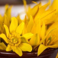 Весенние цветы :: Валерий Елистратов