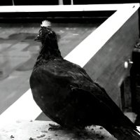 Птица - Z :: Дмитрий Петренко