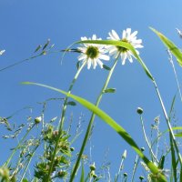 лето... :: Сергей 