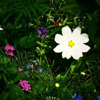 Летние этюды 76 :: Алексей Кузнецов