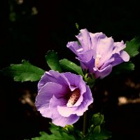 Летние этюды 79 :: Алексей Кузнецов