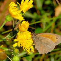 бабочки августа 1 :: Александр Прокудин
