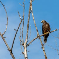 Коршун. :: Yuri Chudnovetz