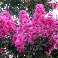 Индийская сирень :: Валерий Индийская сирень :: Валерий