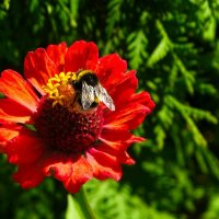 Цветы августа. :: Милешкин Владимир Алексеевич Цветы августа. :: Милешкин Владимир Алексеевич