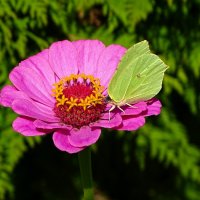 Цветы августа. :: Милешкин Владимир Алексеевич Цветы августа. :: Милешкин Владимир Алексеевич