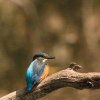 Зимородок :: Lada Kozlova