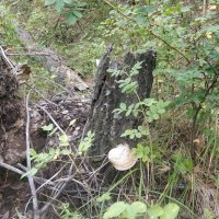 В лесном царстве :: Андрей Хлопонин