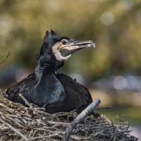 Баклан :: SanSan 