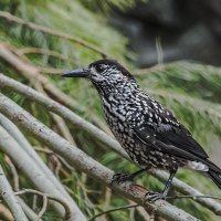 Кедровка :: SanSan 