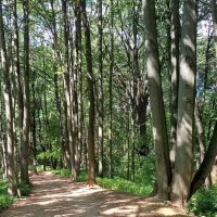 Аллея в парке. :: Ольга Довженко