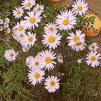 Цветы. :: Владимир Драгунский