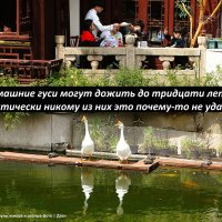 У шанхайского ресторанчика :: svk *