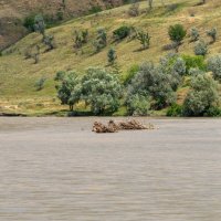 Река Кубань :: Игорь Сикорский Река Кубань :: Игорь Сикорский