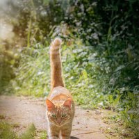 Авлуст шагает :: Svetlana Galvez