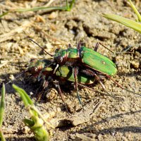 Скакуны полевые :: Константин Штарк