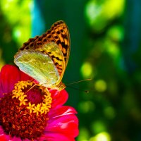 Бабочка на цветке :: Валентин Семчишин