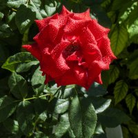 Алая роза и капли дождя :: Валентин Семчишин