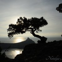 Природа Крыма :: Amazing Cosmea