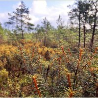 Заросли багульника. :: Валерия Комова