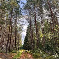 Летний лес. :: Валерия Комова