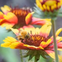 Шмель :: Михаил Соколов