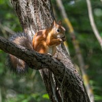 Перекус... :: Павел Катков