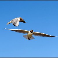 Чайки :: Максим Сорокин